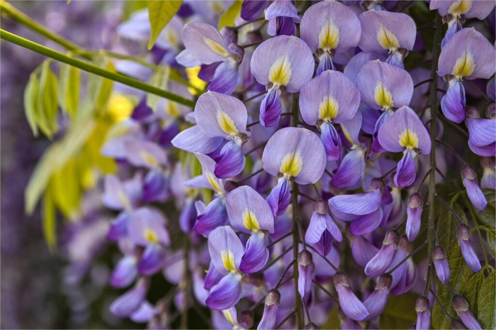 Up-close photo of chinese wisteria.