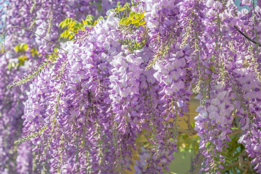 Image SEO example of Chinese wisteria.