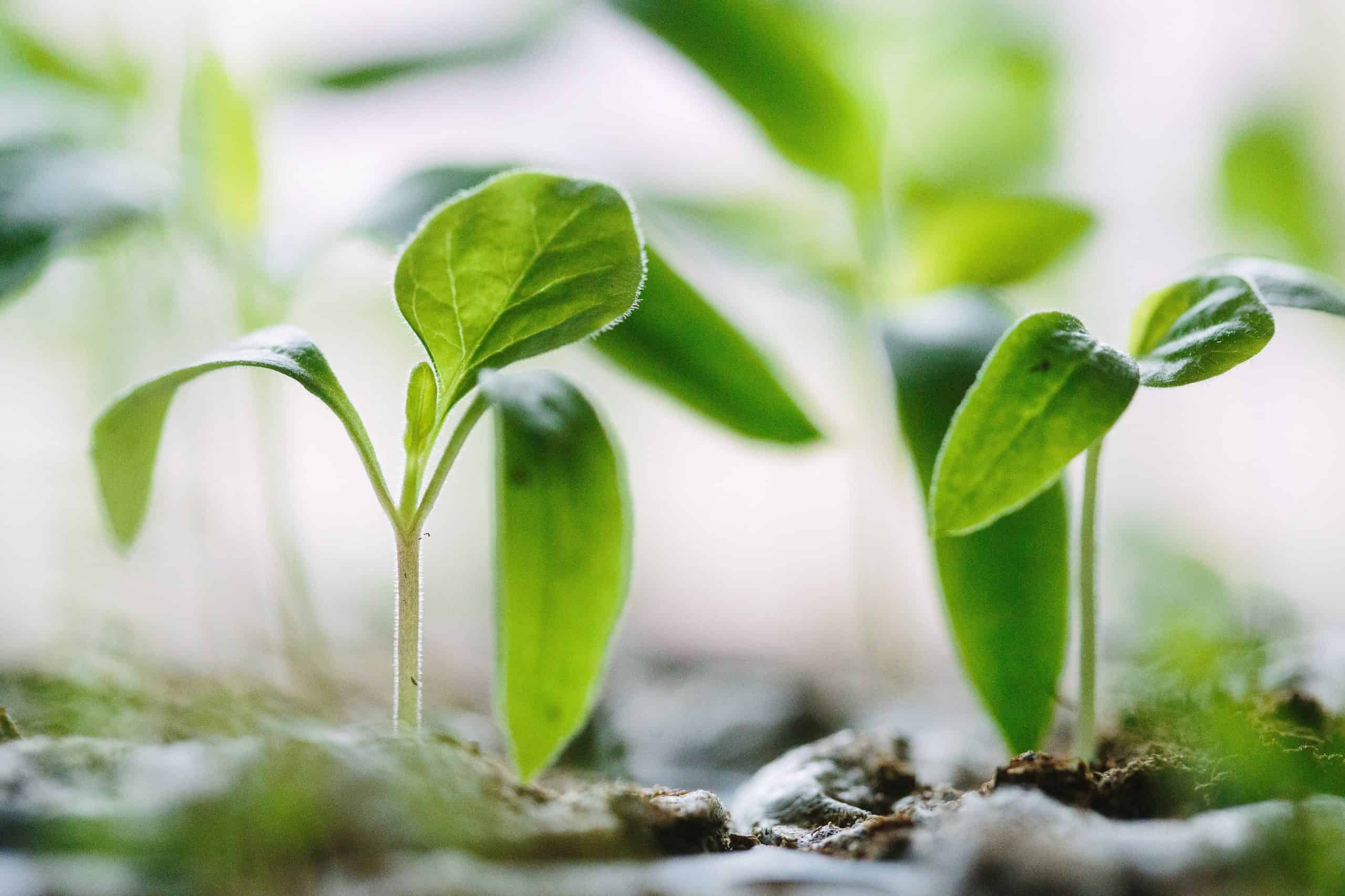 A group of green plants growing in the ground.