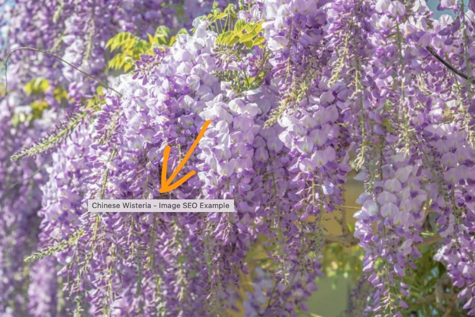Photo of Chinese wisteria with a title tag that says Chinese Wisteria Image SEO Example.